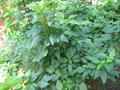 CARAGANA ARBORESCENS,گل ترقه 